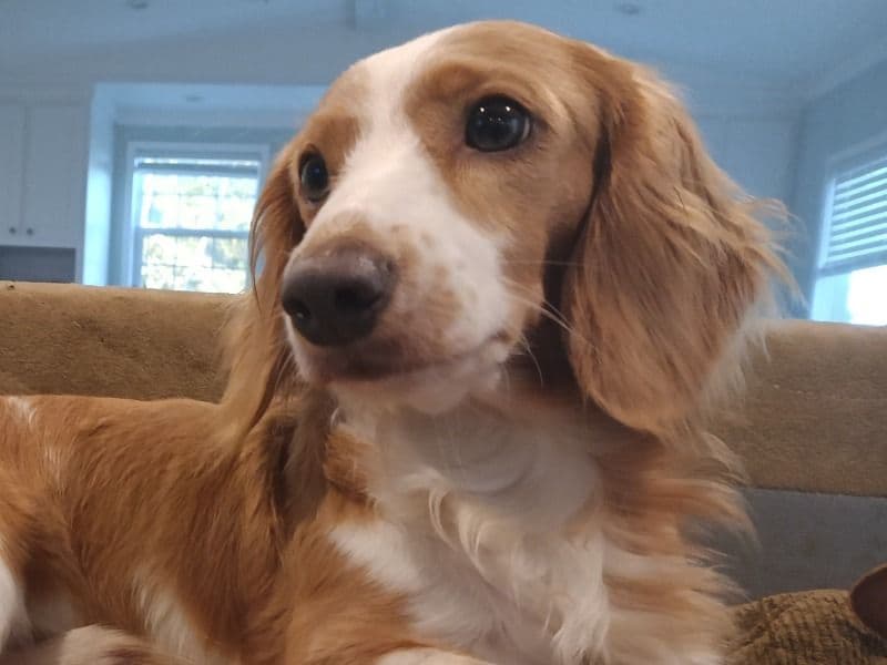 Miniature Dachshund 1 year 8 months old male medium named Leo for breeding in Polk County, Florida | Petmeetly