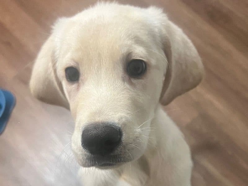 Riley - Golden Retriever | Petmeetly