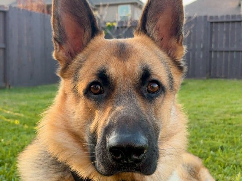 German Shepherd 3 years old male large named Koba for breeding in Missouri City, Texas | Petmeetly