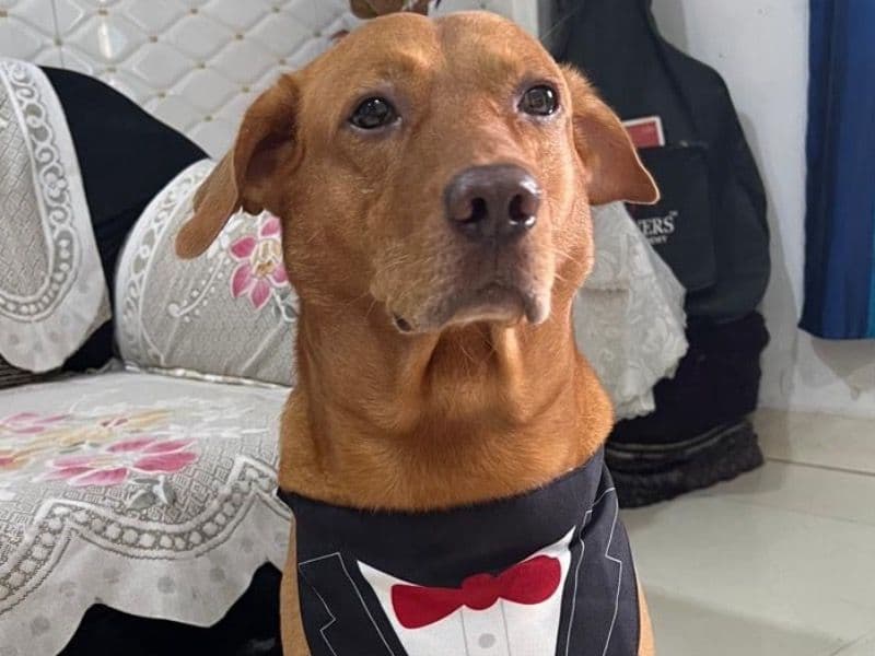 Labrabull 7 years 5 months old male medium named Bruno for breeding in Konkan Division, Maharashtra | Petmeetly