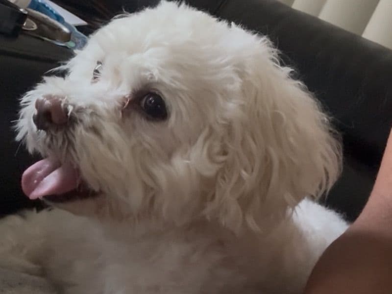 Miniature Maltese 9 years 5 months old male small named Bentley for breeding in Broward County, Florida | Petmeetly