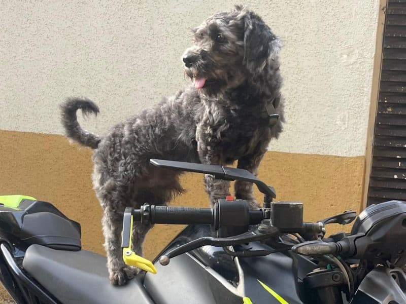 Lhasa Apso 2 years old male medium named Buzo for breeding in Konkan Division, Maharashtra | Petmeetly