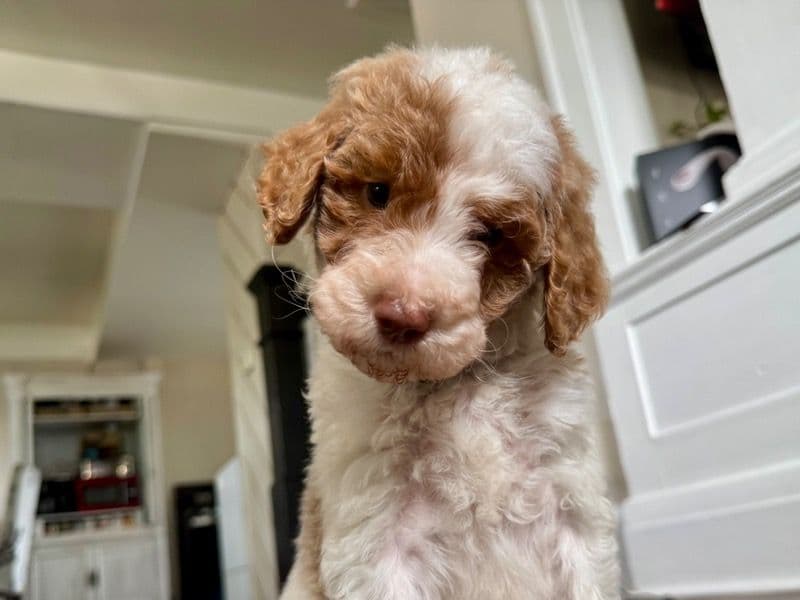 Australian Labrodoodle 5 months old female medium named Happy for sale in Kankakee County, Illinois | Petmeetly