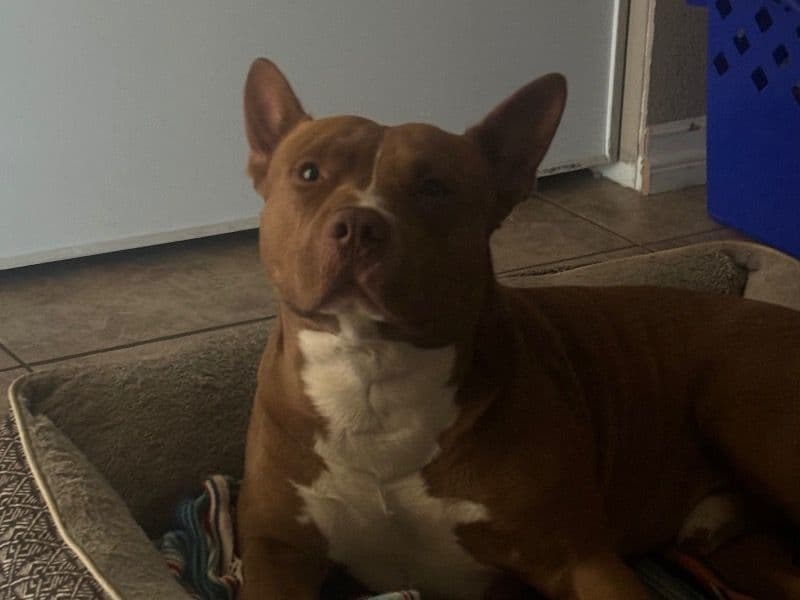 American PitBull Terrier 6 years 3 months old male large named Zeus for breeding in Riverside County, California | Petmeetly
