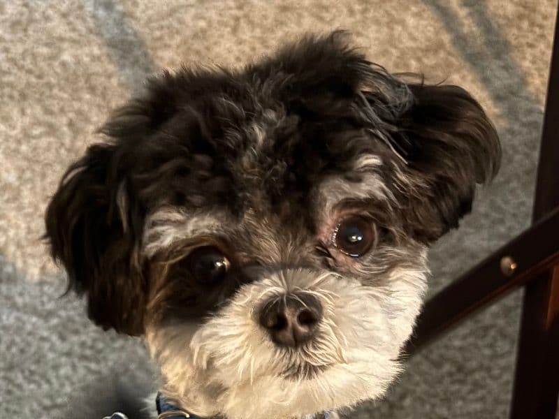 Maltese 2 years old male small named Boaz for breeding in Mecklenburg County, North Carolina | Petmeetly