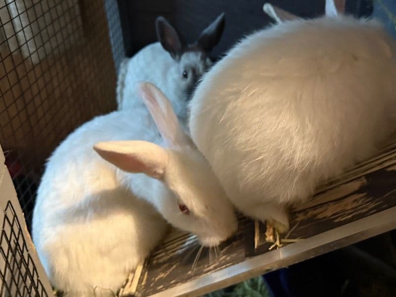 Polish 3 months old male named Down for sale in Midland County, Michigan | Petmeetly