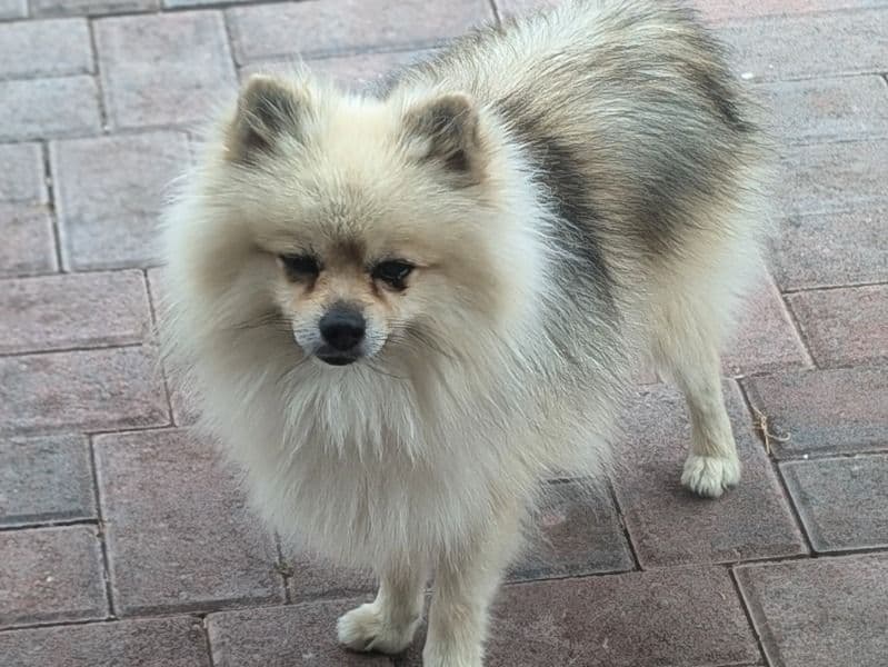 Pomeranian 3 years 1 month old male medium named Rocket for breeding in Sacramento County, California | Petmeetly