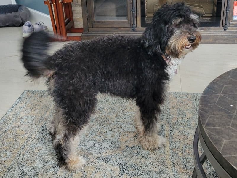 Mini Bernedoodle 2 years old female medium named Bombay for breeding in Indian River County, Florida | Petmeetly