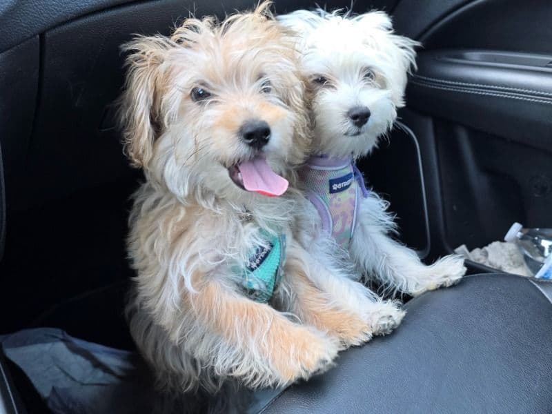 Maltese 10 months old male small named Simba And Angel for sale in Jefferson County, New York | Petmeetly