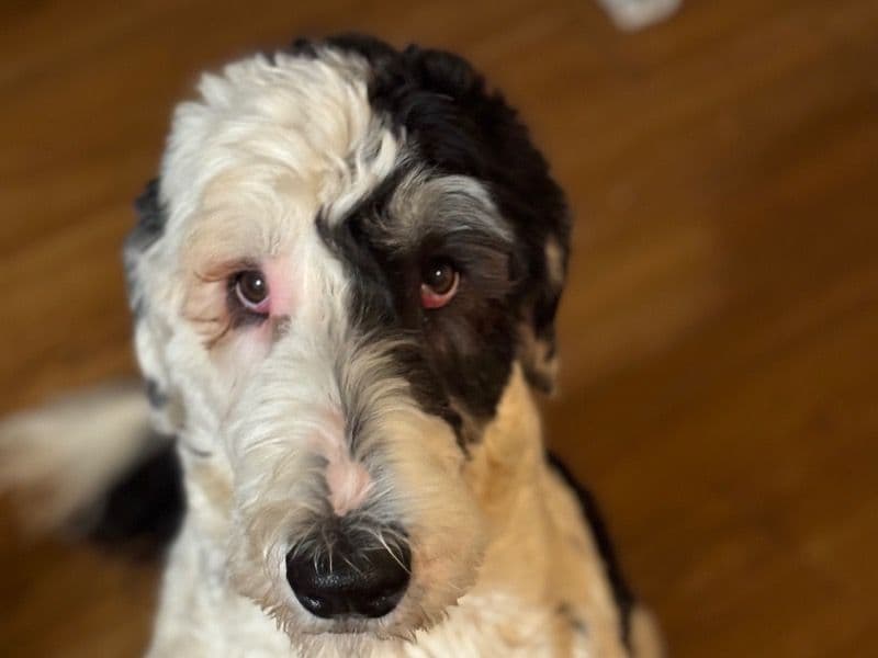 Sheepadoodle 1 year 5 months old male large named Perry for breeding in El Dorado County, California | Petmeetly