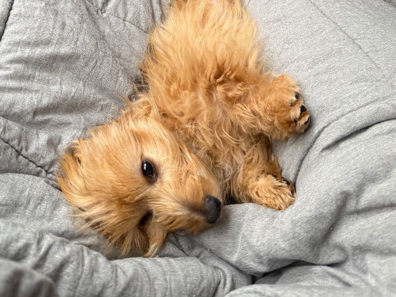 Milán primary photo