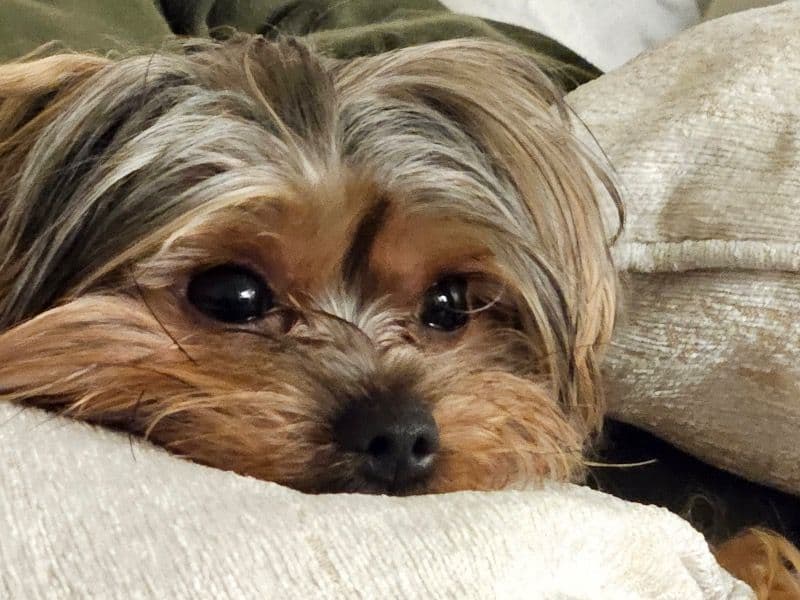 Teacup Yorkshire Terrier 2 years 5 months old male small named Skipper for breeding in Los Angeles County, California | Petmeetly