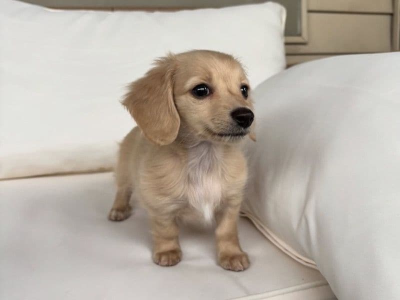 Nini - Dachshund | Petmeetly