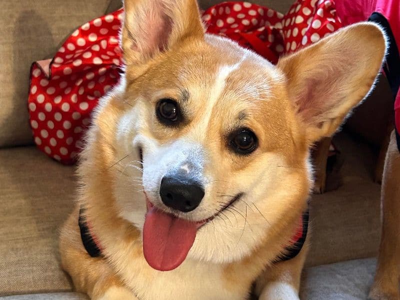 Cardigan Welsh Corgi 3 years 1 month old female medium named Nelly for breeding in Montgomery County, Texas | Petmeetly