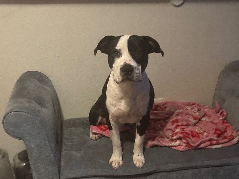 American PitBull Terrier 1 year 2 months old male medium named Snoopy for breeding in Los Angeles County, California | Petmeetly