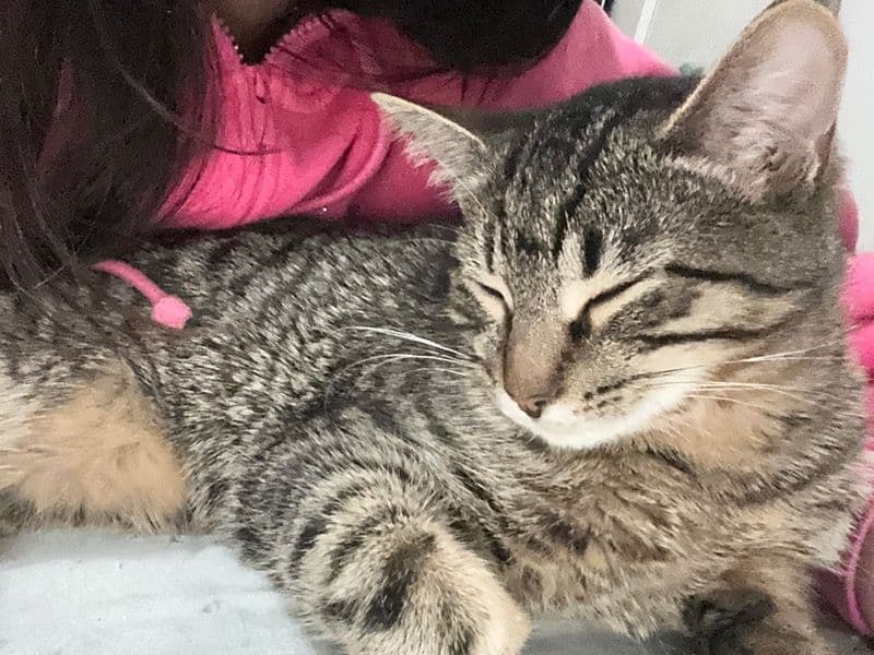 Domestic Shorthair 4 months old female named Jazzy for adoption in Cook County, Illinois | Petmeetly
