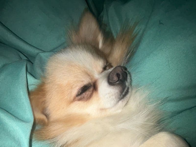 Zebby - Pomeranian | Petmeetly