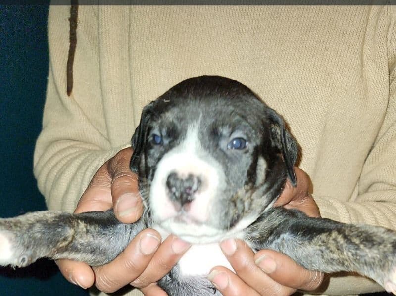 American PitBull Terrier 2 months old male small named #1 for sale in Lackawanna County, Pennsylvania | Petmeetly
