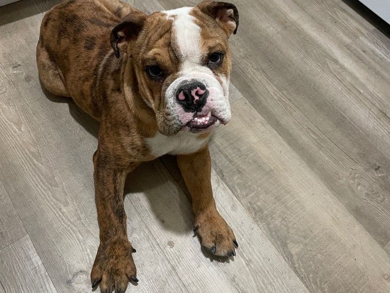 Old English Bulldog 1 year 1 month old male medium named Cappuccino for breeding in Bronx County, New York | Petmeetly