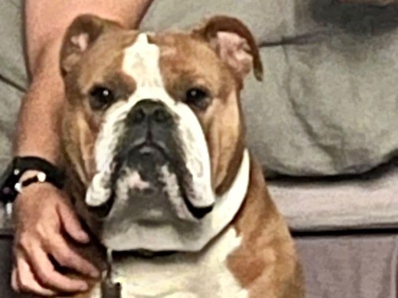 Old English Bulldog 6 years 11 months old male large named King for breeding in Suffolk County, New York | Petmeetly