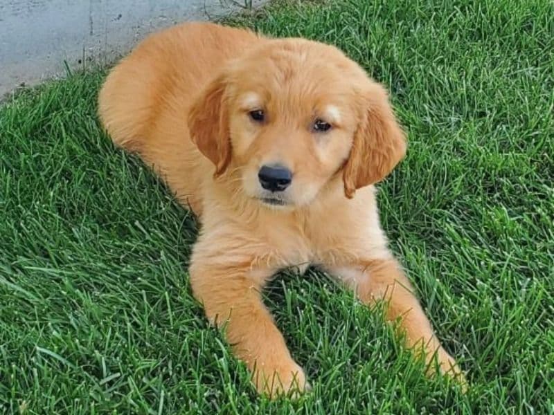 Duke - Golden Retriever | Petmeetly