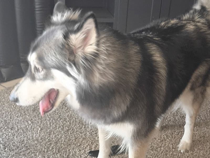 Alaskan Malamute 2 years 11 months old female medium named Bella for breeding in Dallas County, Texas | Petmeetly