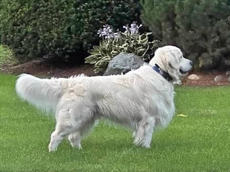 English Golden Retriever 4 years 8 months old male large named Wags for breeding in Middlesex County, Massachusetts | Petmeetly