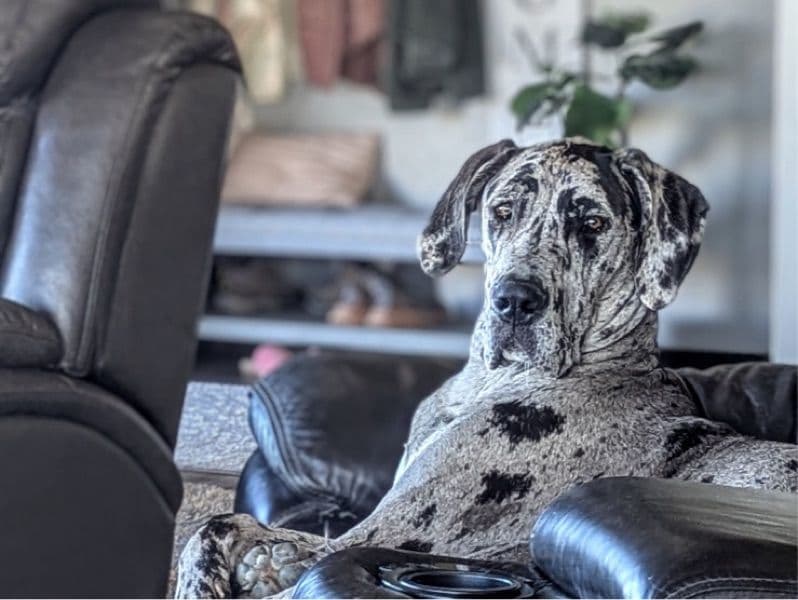 Great Dane 1 year 2 months old female extra large named Harper for breeding in Flathead County, Montana | Petmeetly