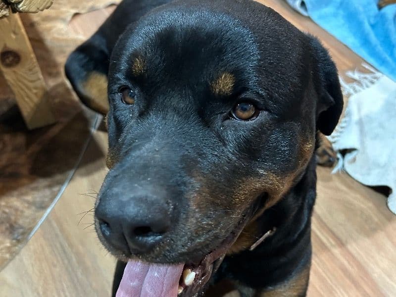 Rottweiler 4 years 8 months old female large named Maddie for breeding in Mornington Peninsula Shire, Victoria | Petmeetly