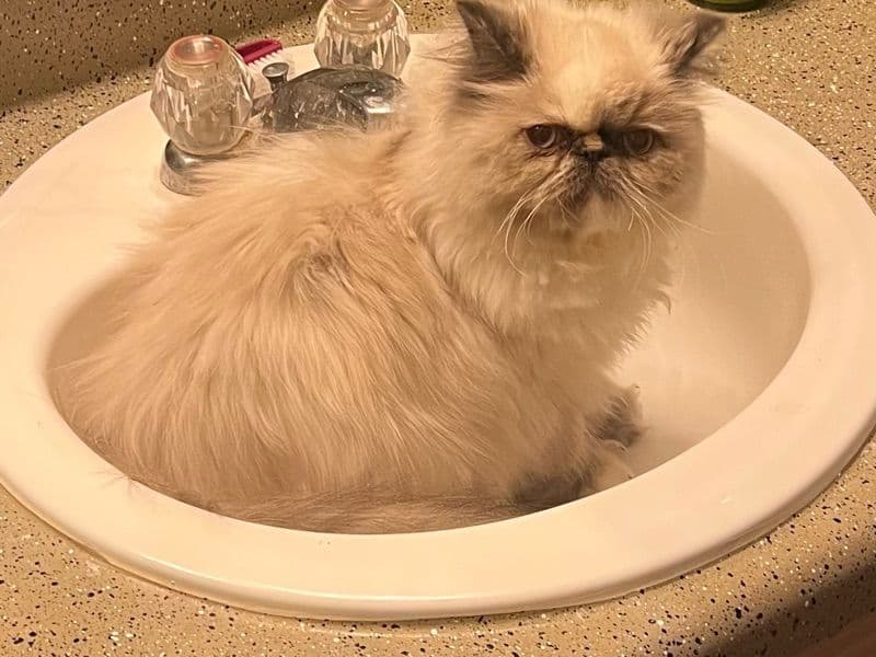 Persian 1 year old female named Keke for breeding in Bexar County, Texas | Petmeetly