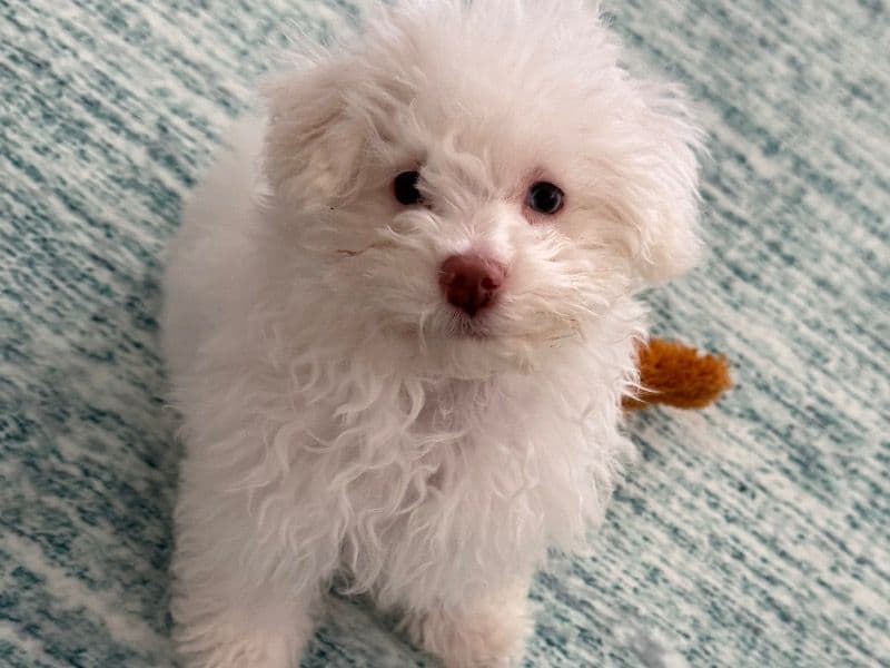 Maltipoo 1 year 1 month old female small named Snowy for breeding in Bay County, Florida | Petmeetly