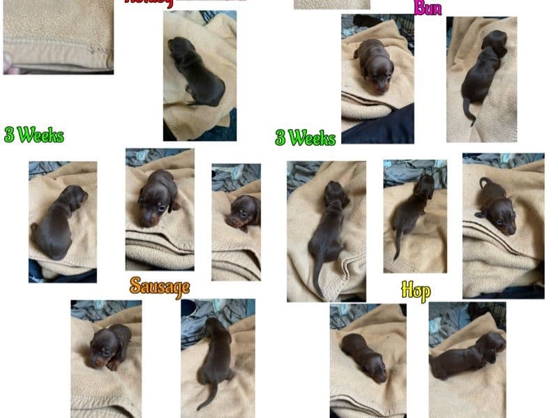 Sausage And Hotdog primary photo