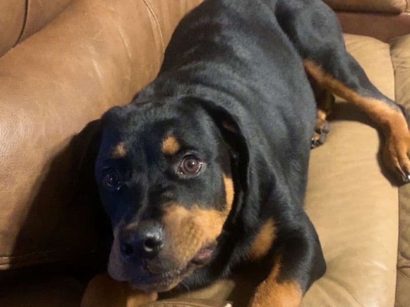 Rottweiler 1 year old female medium named Zara for breeding in Lake County, Florida | Petmeetly