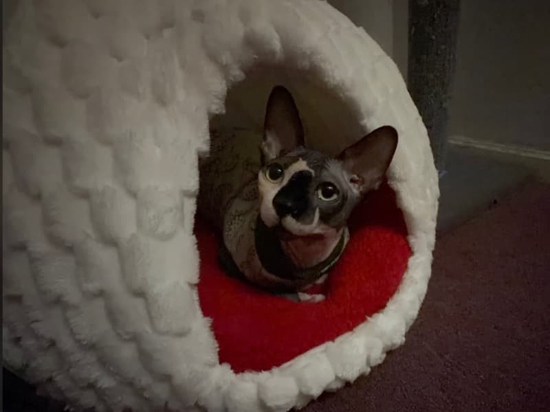 Canadian Spynx 1 year 10 months old male named Dobby for breeding in San Patricio County, Texas | Petmeetly