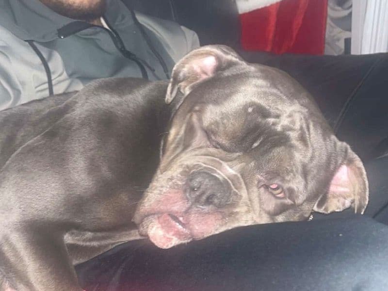 Old English Bulldog 2 years 10 months old female medium named Bella for breeding in West Midlands, England | Petmeetly