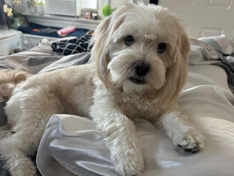 Lhasapoo 4 years old male medium named Simba for breeding in Alameda County, California | Petmeetly