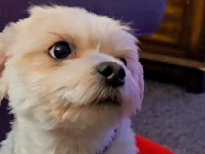 Morkie 2 years 2 months old female medium named Oreo for breeding in Calgary, Alberta | Petmeetly