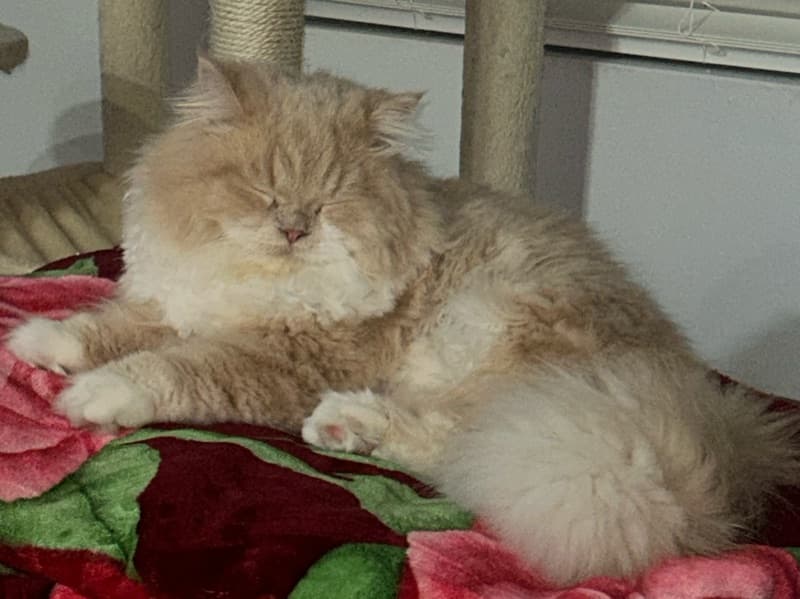 Persian 8 months old male named Ellie for breeding in Hidalgo County, Texas | Petmeetly