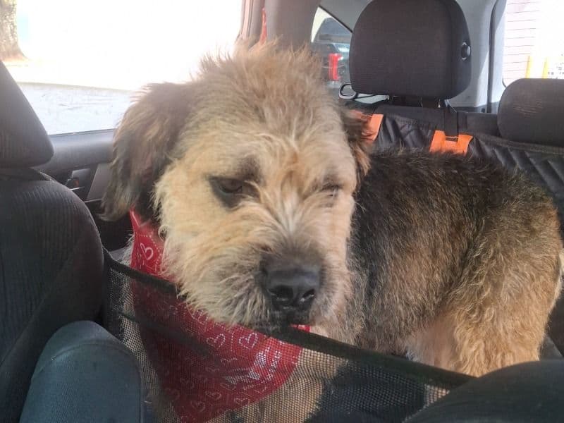 Old English Bulldog 3 years 4 months old female medium named Molly for breeding in Alexander County, North Carolina | Petmeetly