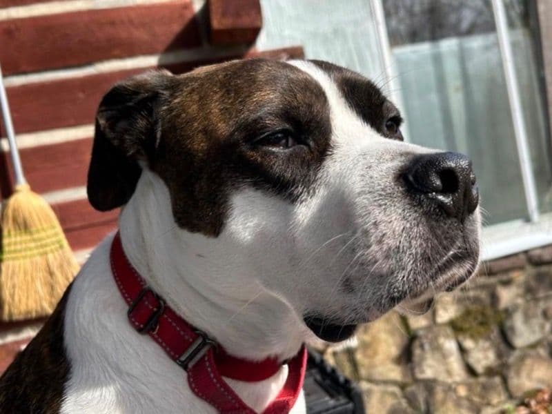 Hercules - Boxer | Petmeetly