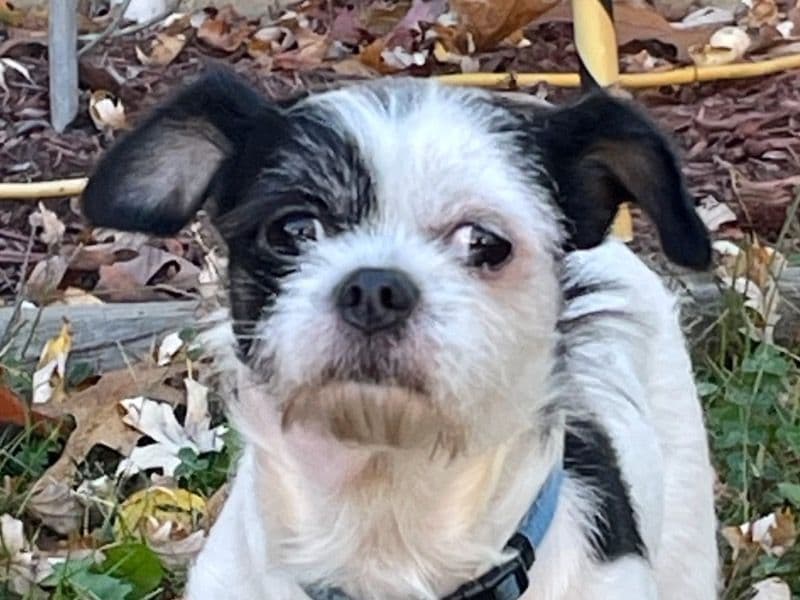 Shih Tzu 6 years old male small named Milo for breeding in New Jersey | Petmeetly
