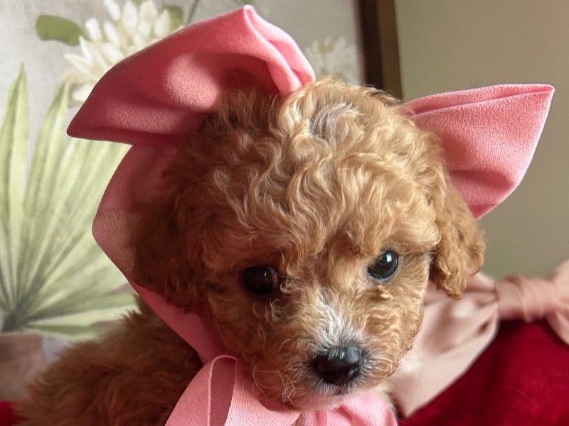Miniature Poodle 1 month old female small named Breeze for sale in Perry County, Tennessee | Petmeetly