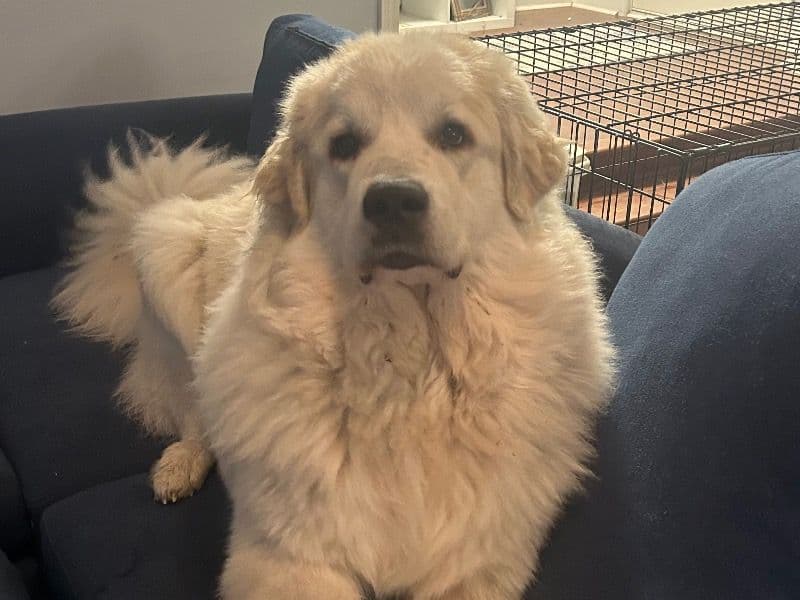 Great Pyrenees 1 year old female extra large named Pearl for breeding in Cumberland County, North Carolina | Petmeetly
