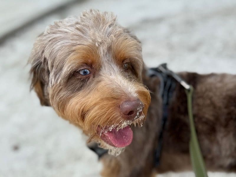 Aussiedoodle 11 months old male medium named Leon for breeding in New Castle County, Delaware | Petmeetly