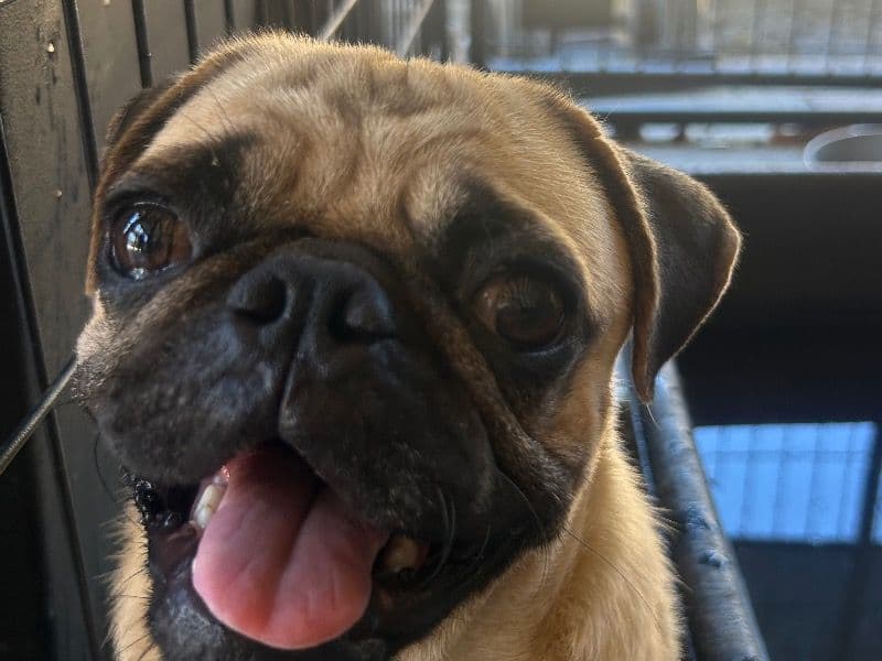 Teddy - Pug | Petmeetly