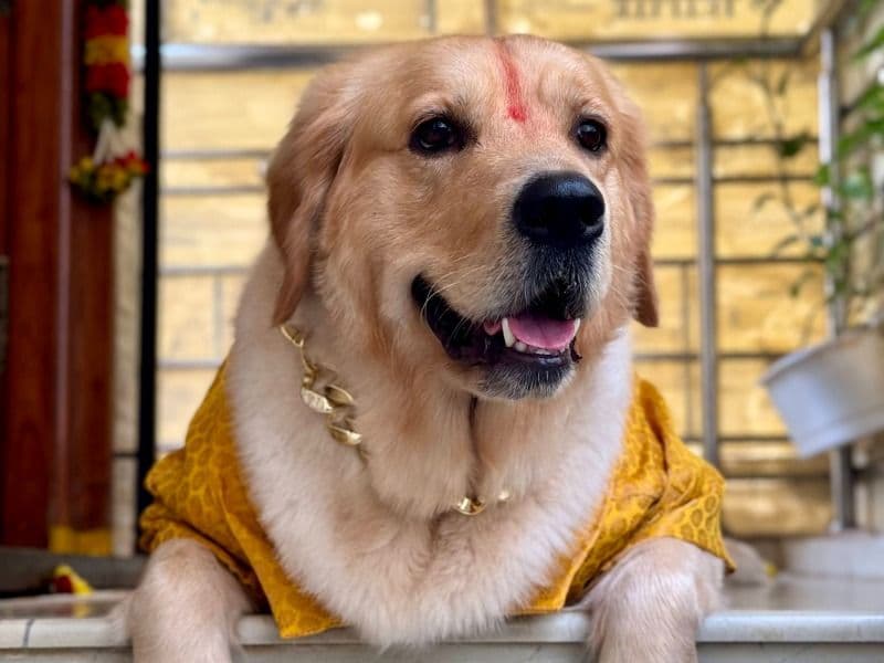 English Golden Retriever 3 years 7 months old male medium named Shibuya for breeding in Bangalore Division, Karnataka | Petmeetly