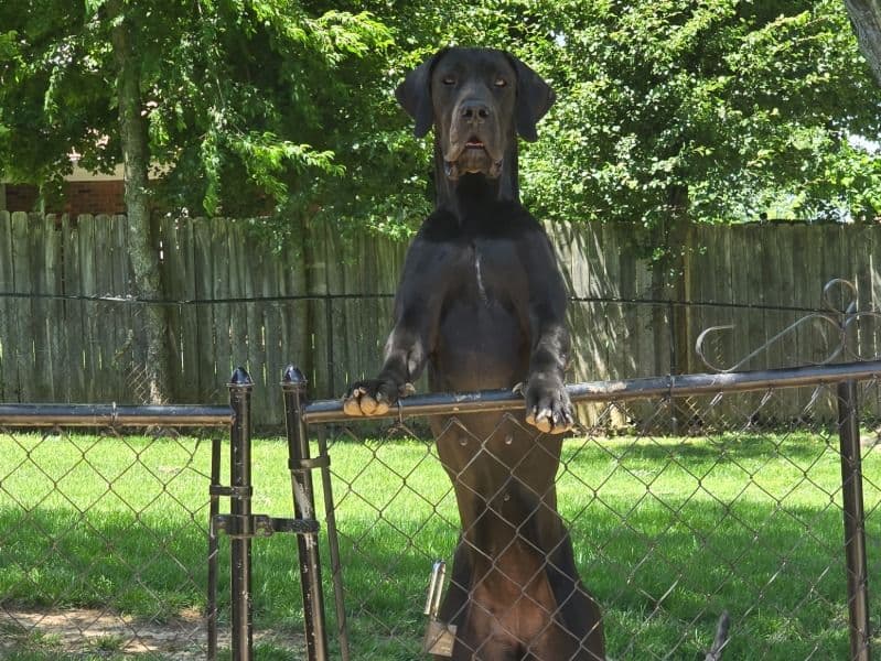 Great Dane 2 years 8 months old female large named Harley for breeding in Hardin County, Kentucky | Petmeetly