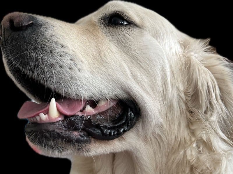 English Cream Retriever 4 years 5 months old female large named Cannoli for breeding in Clark County, Nevada | Petmeetly