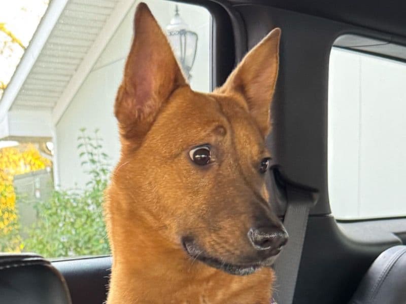 German Shepherd 4 years 2 months old female medium named Amber for adoption in Dutchess County, New York | Petmeetly