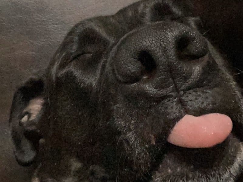 Labrador Retriever 8 years old female large named Jazbo for adoption in Bernalillo County, New Mexico | Petmeetly